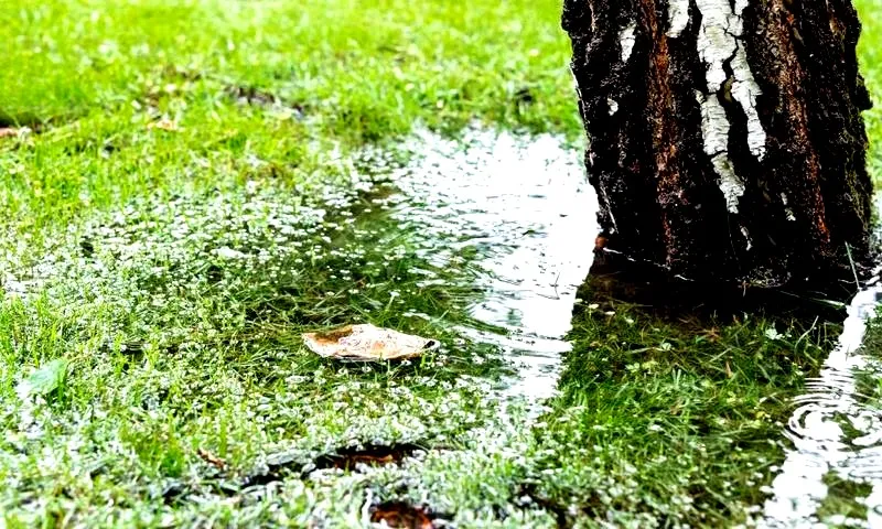 Jak skutecznie wykonać drenaż trawnika, aby cieszyć się zdrową zielenią?
