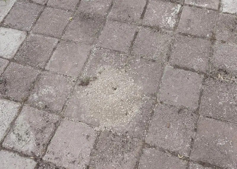 Jak usunąć mrówki z kostki brukowej? Skuteczne sposoby bez chemii