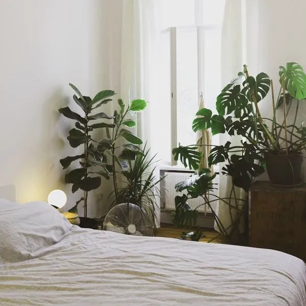 Monstera w sypialni – czy to dobry pomysł? Wpływ na sen i pielęgnacja
