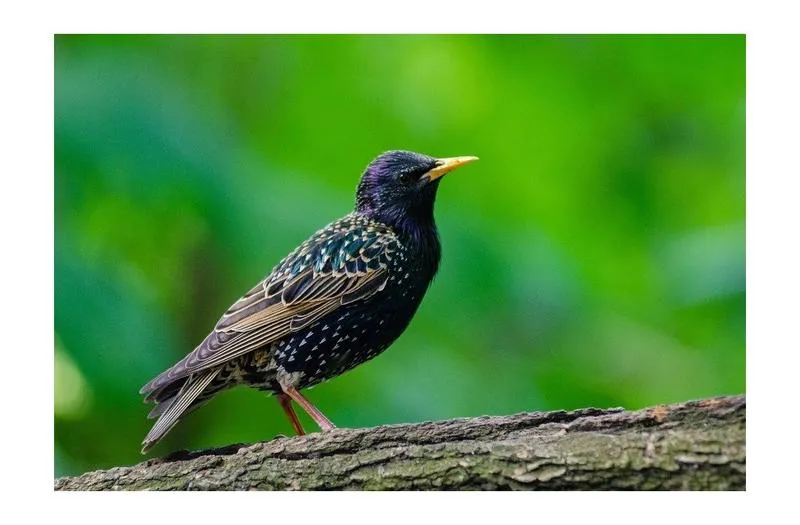 Skuteczne metody na pozbycie się szpaków z dachu – sprawdź, co należy zrobić