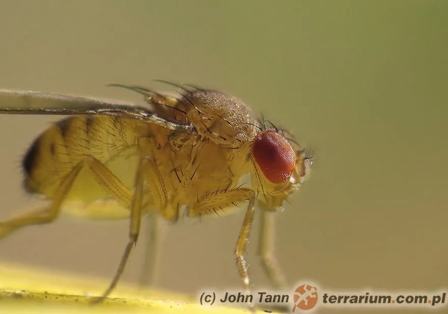 Skuteczne metody na to, jak pozbyć się muszek owocowych z kuchni