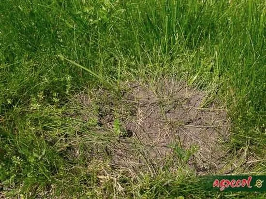 Skuteczne sposoby na mrówki w trawniku – co warto wiedzieć?
