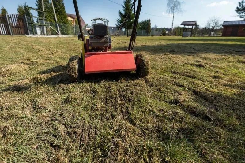 Wertykulacja trawnika – jak często ją wykonywać, by trawa rosła zdrowo?