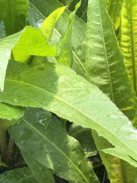 Maskowanie folii w oczku wodnym