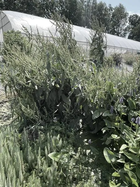 Materiały naturalne w oczku wodnym