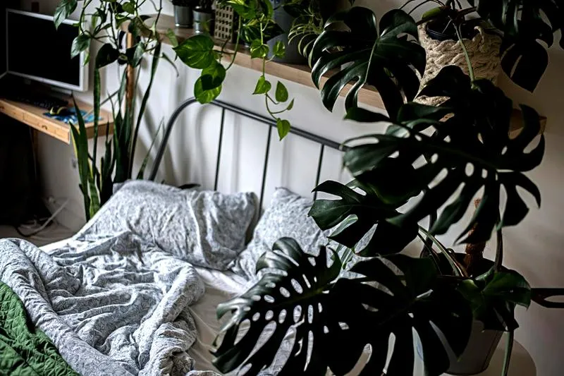 Monstera w sypialni