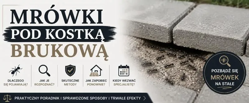 Mrówki na kostce brukowej