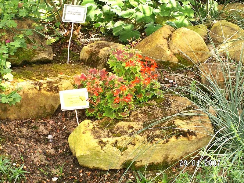 Pielęgnacja roślin na tarasie