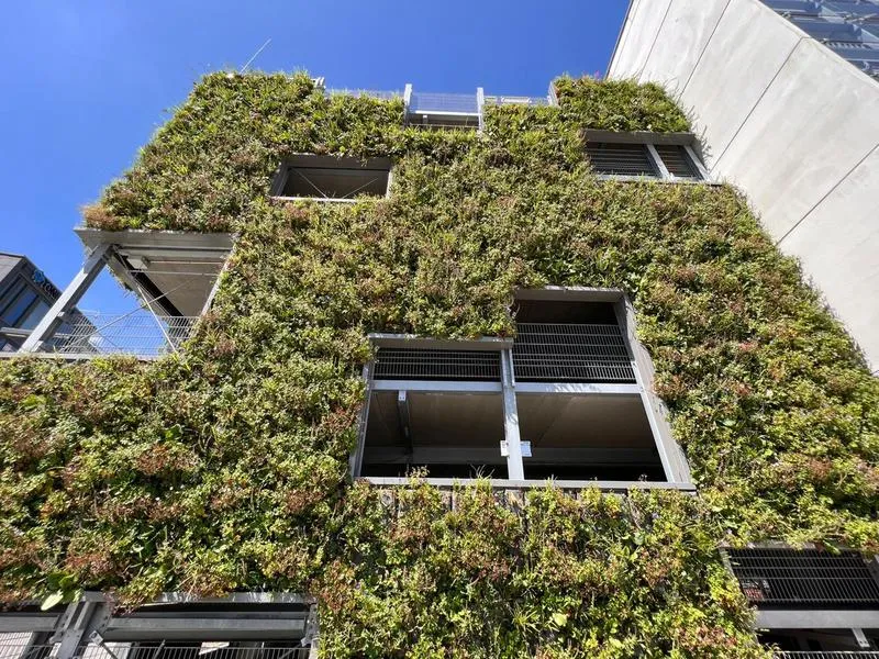 Rośliny cieniolubne na taras