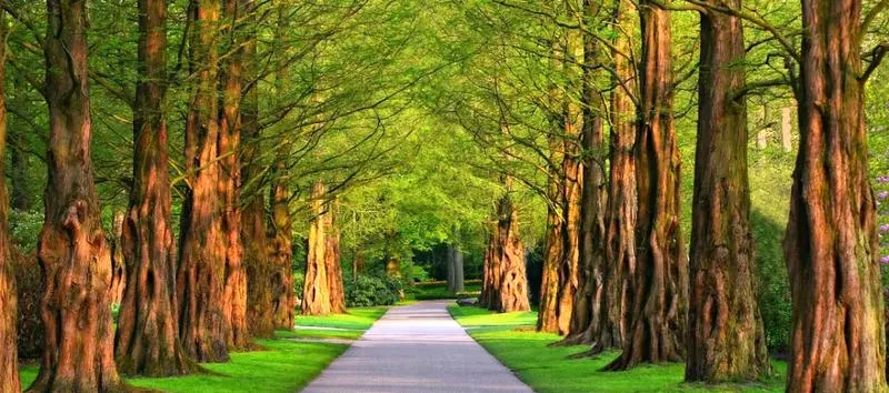 Sezonowe kwiaty do cienia