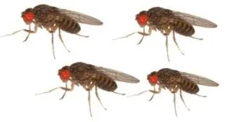 Skuteczne metody na muszki owocówki