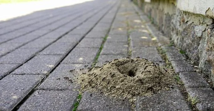 Skuteczne metody przeciw mrówkom