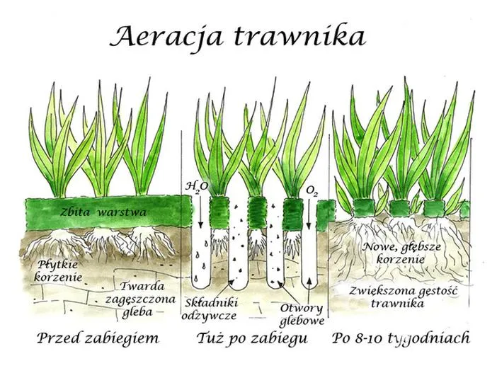 Terminy aeracji trawnika
