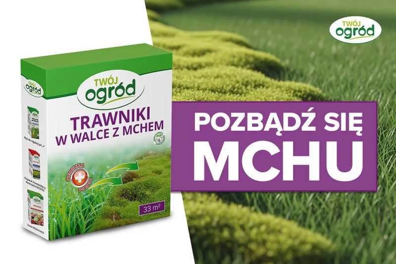 Trawnik pielęgnacja