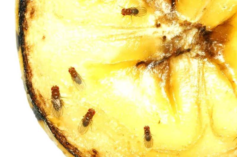 Walka z muszkami owocówkami