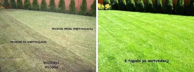 Wertykulacja trawnika