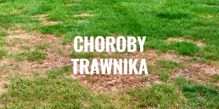 Zakwaszony trawnik