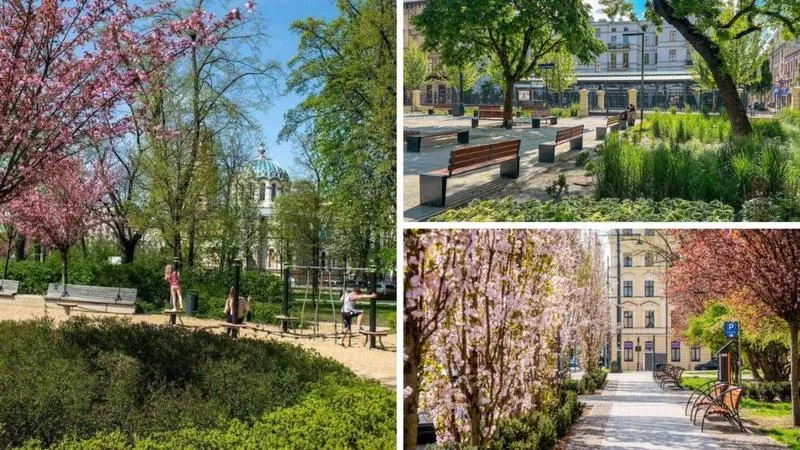 Zielone pnącza na taras