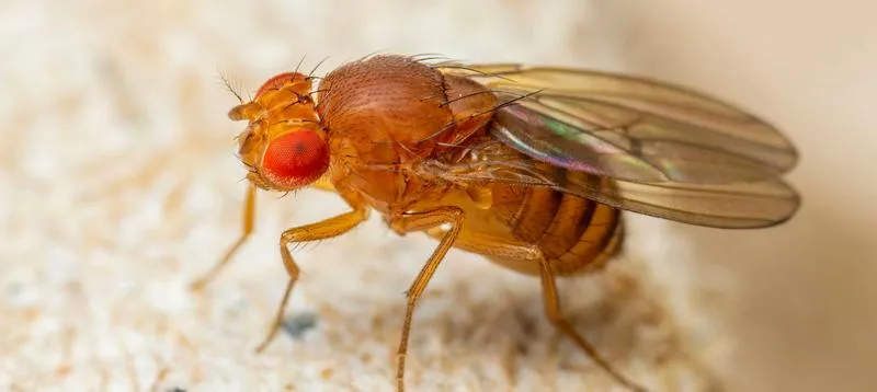 Źródła muszek owocowych